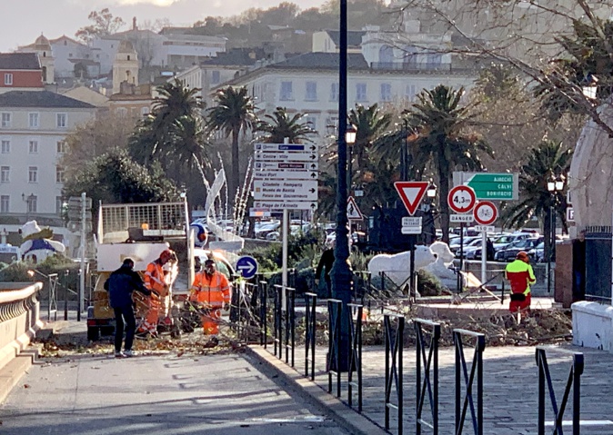 Un arbre arraché devant la chambre de commerce de Bastia Un arbre arraché devant la chambre de commerce de Bastia