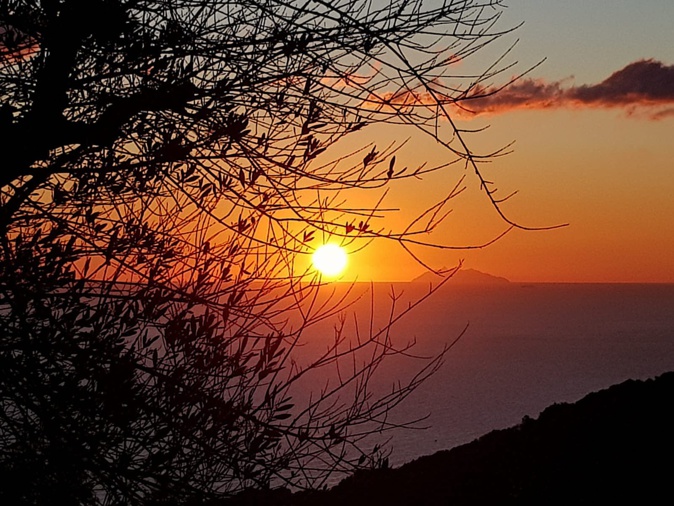 La photo du jour : l'olivier de Silgaghja, le Soleil, Monte Cristo