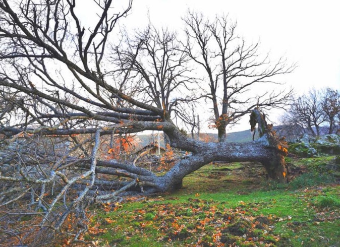 Arbres séculaires arrachés dans le Niolu (Photo Jean-Paul Luciani) Arbres séculaires arrachés dans le Niolu (Photo Jean-Paul Luciani)
