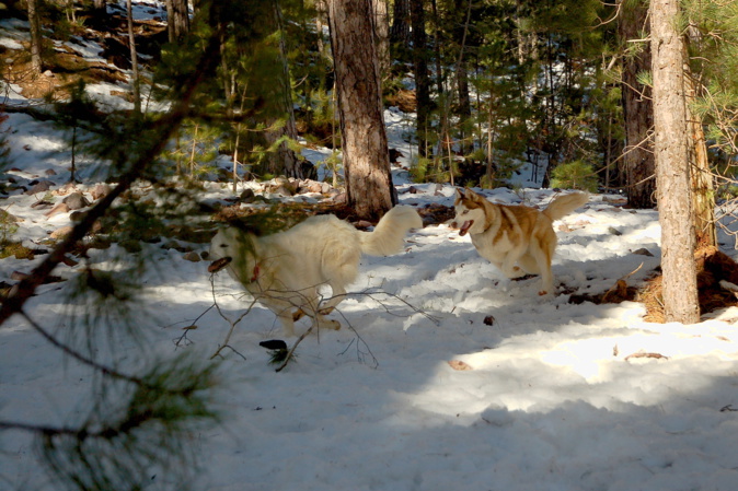Cani-rando au col de Vizzavona Cani-rando au col de Vizzavona