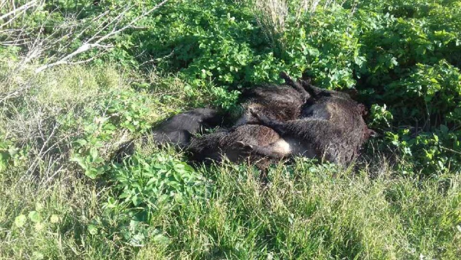 Bastia : des cadavres de sangliers à A Rinella Bastia : des cadavres de sangliers à A Rinella