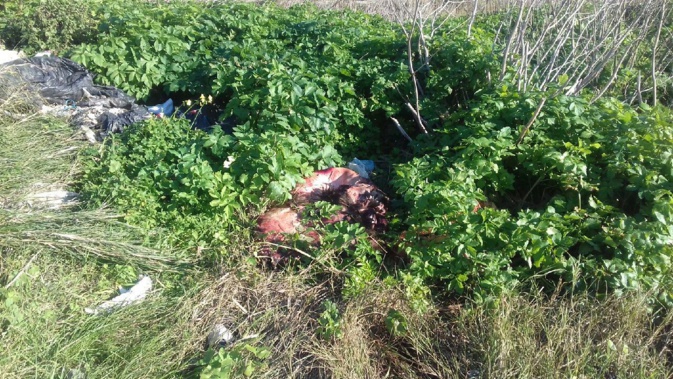 Bastia : des cadavres de sangliers à A Rinella Bastia : des cadavres de sangliers à A Rinella