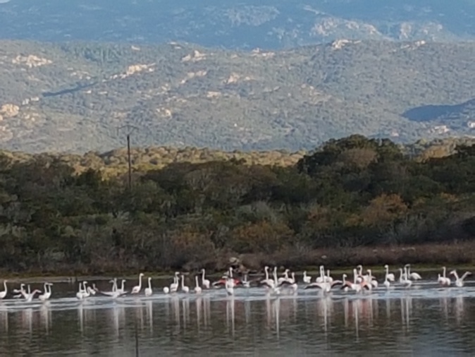La photo du jour : les flamants roses de Pianottoli La photo du jour : les flamants roses de Pianottoli
