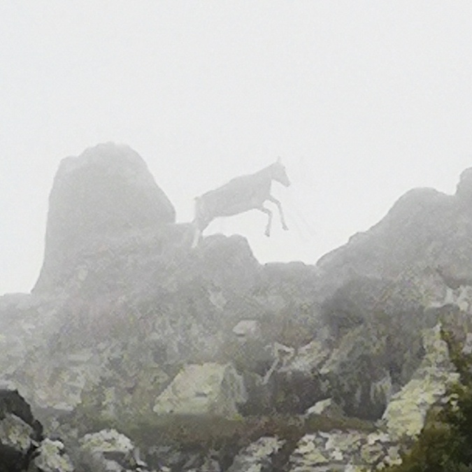 La photo du jour : le mouflon de Monte Padru