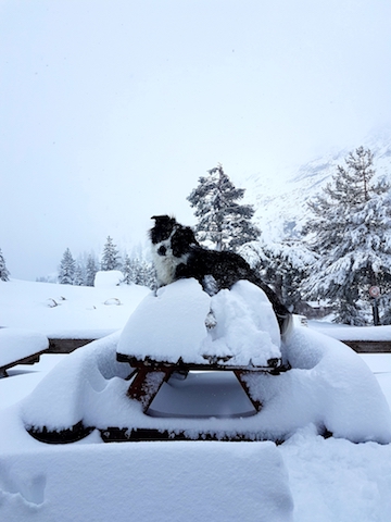 photo alexa photo alexa