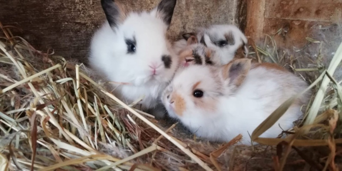De nouveaux arrivants au Corsica Zoo à Olmeta-di-Tuda 