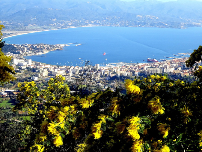La photo du jour : le golfe d'Aiacciu, les mimosas, la Punta La photo du jour : le golfe d'Aiacciu, les mimosas, la Punta