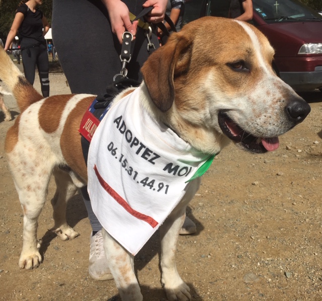Corte : un dimanche sportif et canin pour l'édition 2020 de "Cani-marche & Cani-course"