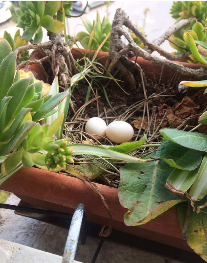 Une tourterelle tisse son nid sur le balcon d'une résidente calvaise !