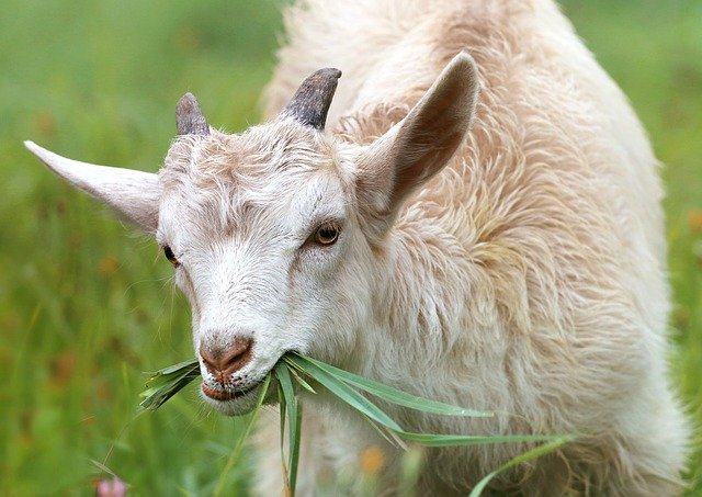 Confinement : l'agneau pascal boudé par les Corses ?