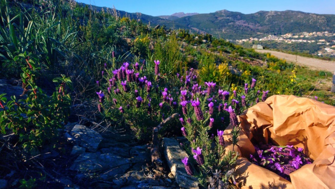 Le bien-être par les plantes : les infusions naturelles de l'entreprise bastiaise "Fiora di Vita" Le bien-être par les plantes : les infusions naturelles de l'entreprise bastiaise "Fiora di Vita"