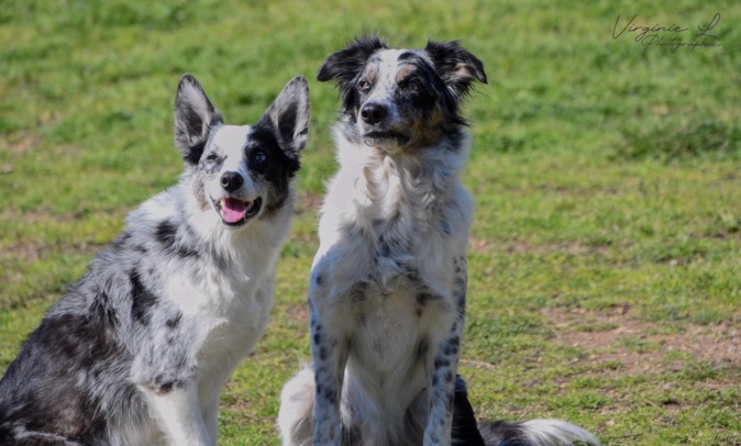 Covid-19 - Pour éviter les abandons et des chiens anxieux à la fin du confinement Covid-19 - Pour éviter les abandons et des chiens anxieux à la fin du confinement