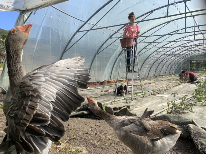 Confinement. L'alternative d'un restaurateur Corse Confinement. L'alternative d'un restaurateur Corse