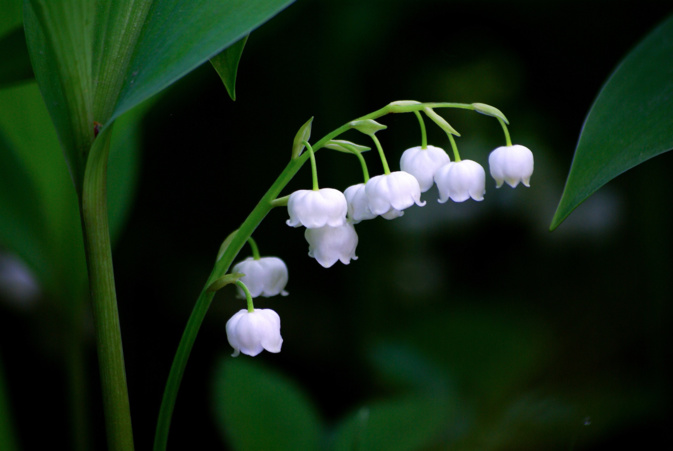 Covid-19 - Vente du muguet du 1er mai étroitement encadrée Covid-19 - Vente du muguet du 1er mai étroitement encadrée