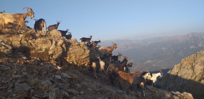 La photo du jour : les chèvres de Punta A Ghjesgia