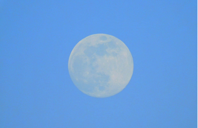 Photo Marine Robin Photo Marine Robin