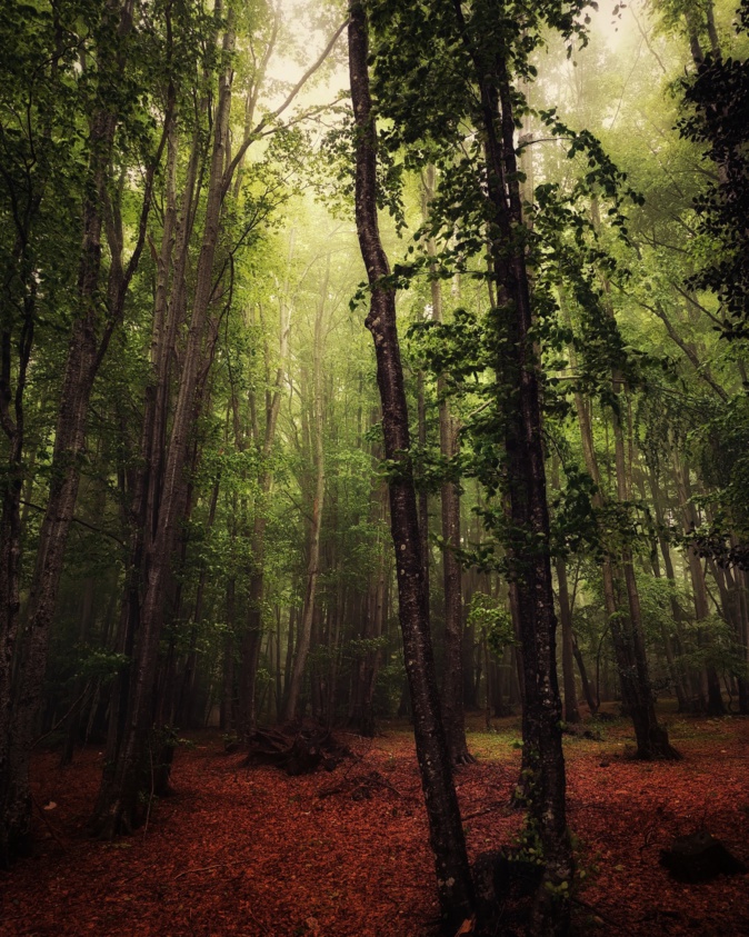 La photo du jour : le sous-bois de Vizzavona