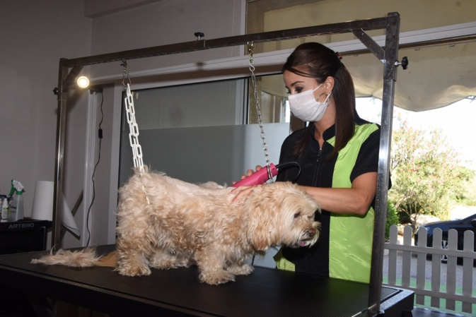 Déconfinement : Les salons de toilettage de Corse sont opérationnels Déconfinement : Les salons de toilettage de Corse sont opérationnels