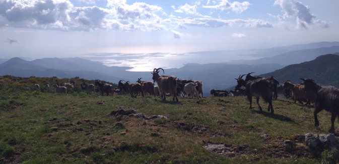 La photo du jour : les chèvres redescendent de a punta a ghjesgia