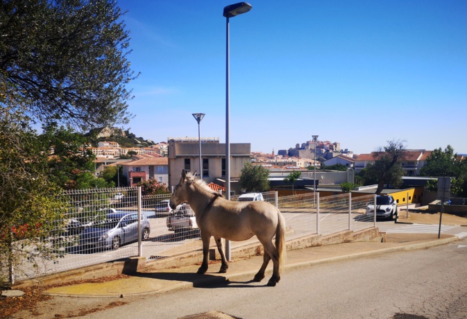 IMAGE - Calvi : il profite aussi du déconfinement IMAGE - Calvi : il profite aussi du déconfinement