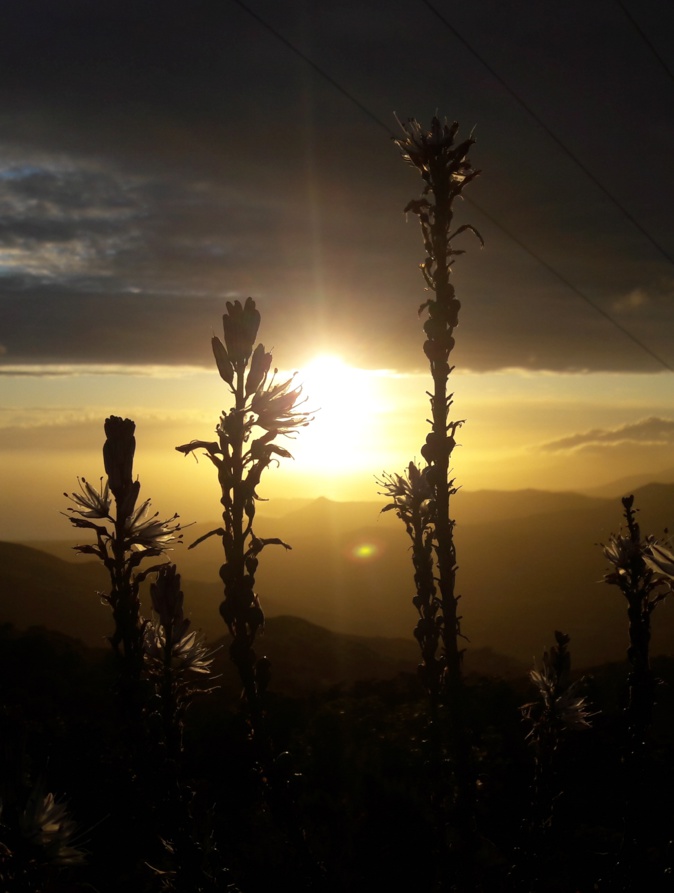 Le soleil se couche à travers les talavedde... (Photo Charlotte Lugrezi)