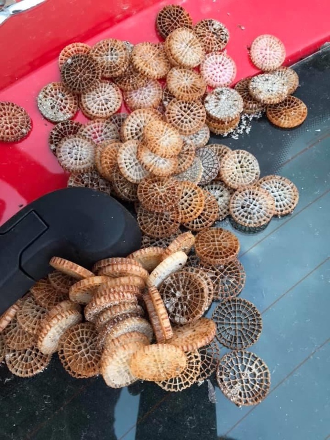 Porto Vecchio : les filtres plastiques, un fléau invisible qui pollue le littoral Porto Vecchio : les filtres plastiques, un fléau invisible qui pollue le littoral