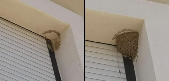 Porto-Vecchio : destruction illégale de nids d’hirondelles Porto-Vecchio : destruction illégale de nids d’hirondelles