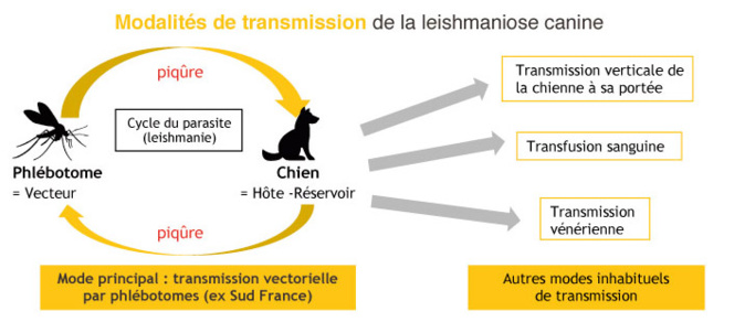 La leishmaniose en constante progression en Corse : moins de 50% des chiens sont vaccinés La leishmaniose en constante progression en Corse : moins de 50% des chiens sont vaccinés