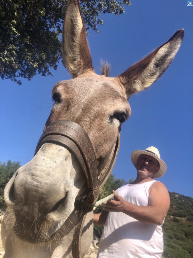 Âne corse : la race, enfin, reconnue Âne corse : la race, enfin, reconnue
