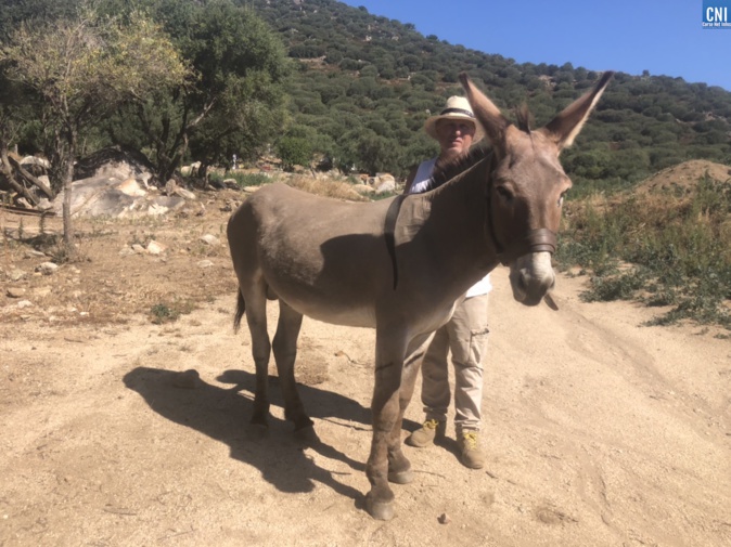 Âne corse : la race, enfin, reconnue Âne corse : la race, enfin, reconnue
