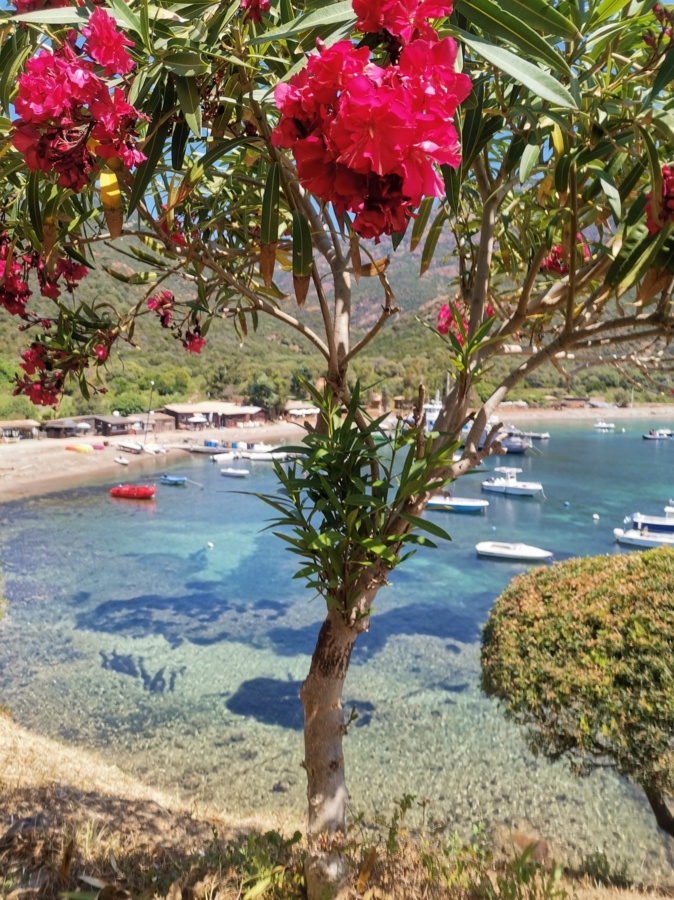 La photo du jour : le laurier rouge de Girolata 