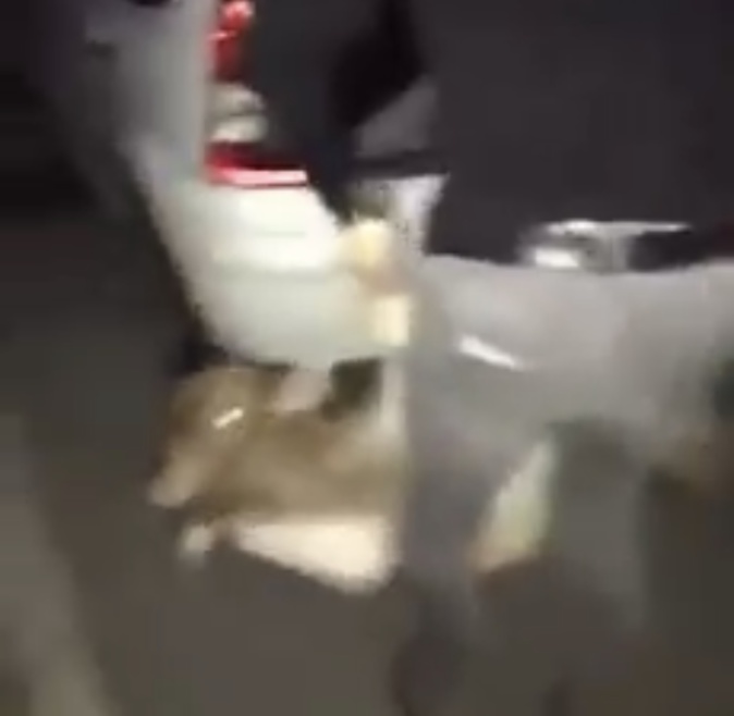 Un homme interpellé après avoir été identifié sur une vidéo où il jette un veau dans le vide Un homme interpellé après avoir été identifié sur une vidéo où il jette un veau dans le vide