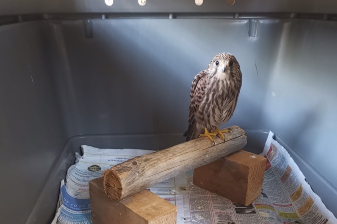 Corse : une collecte de fonds pour la création d'un centre de soins de la faune sauvage Corse : une collecte de fonds pour la création d'un centre de soins de la faune sauvage