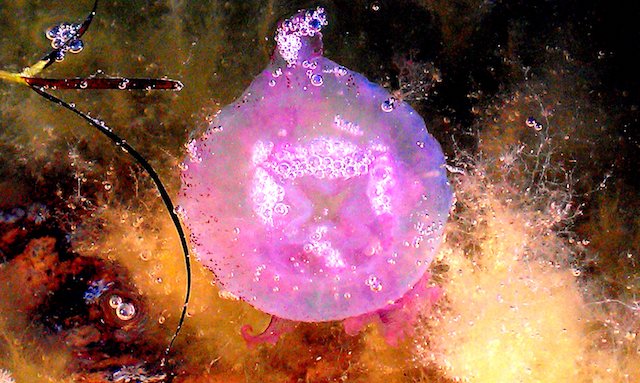 La photo du jour : La méduse rose d’Aregnu
