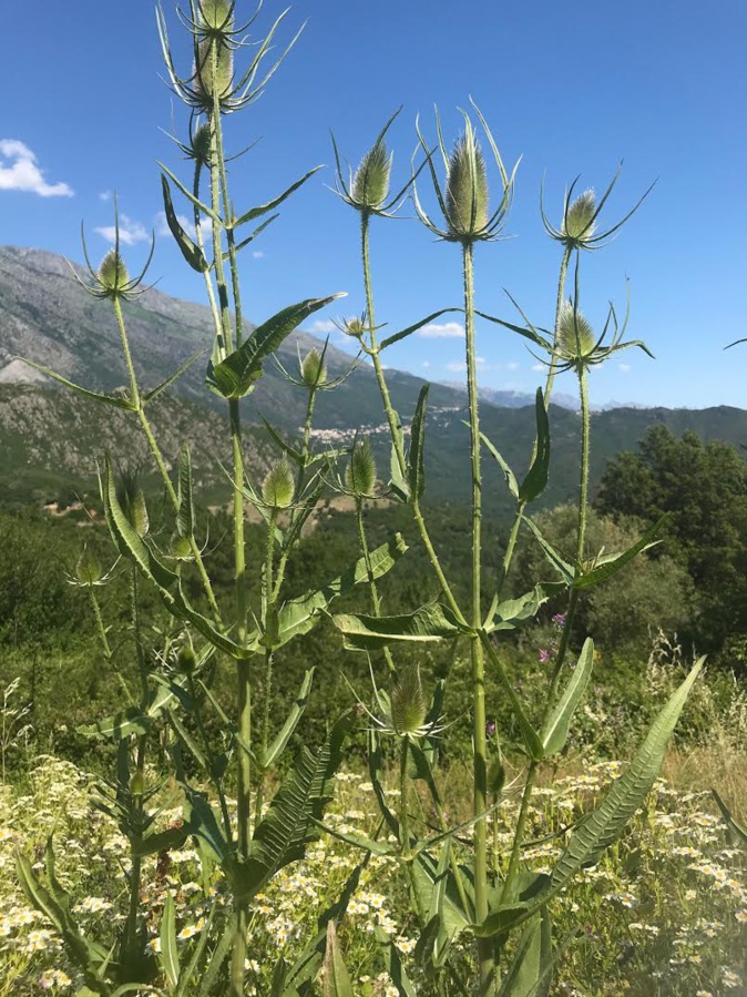 Ritrattu pigliatu in Nuceta, cù vista luntana di i paesi di Venacu è San Petru di Venacu da Marianghjula Antonetti-Orsoni