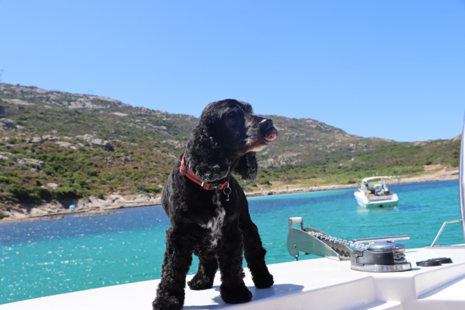 Pour Cindy, cap sur la Revellata et Scandola