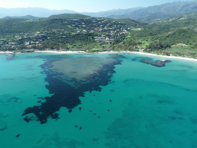Le parc marin du Cap Corse et de l'Agriate Parc regroupe à lui seul 13 % des herbiers de Posidonies de Méditerranée française (Photos OFB)