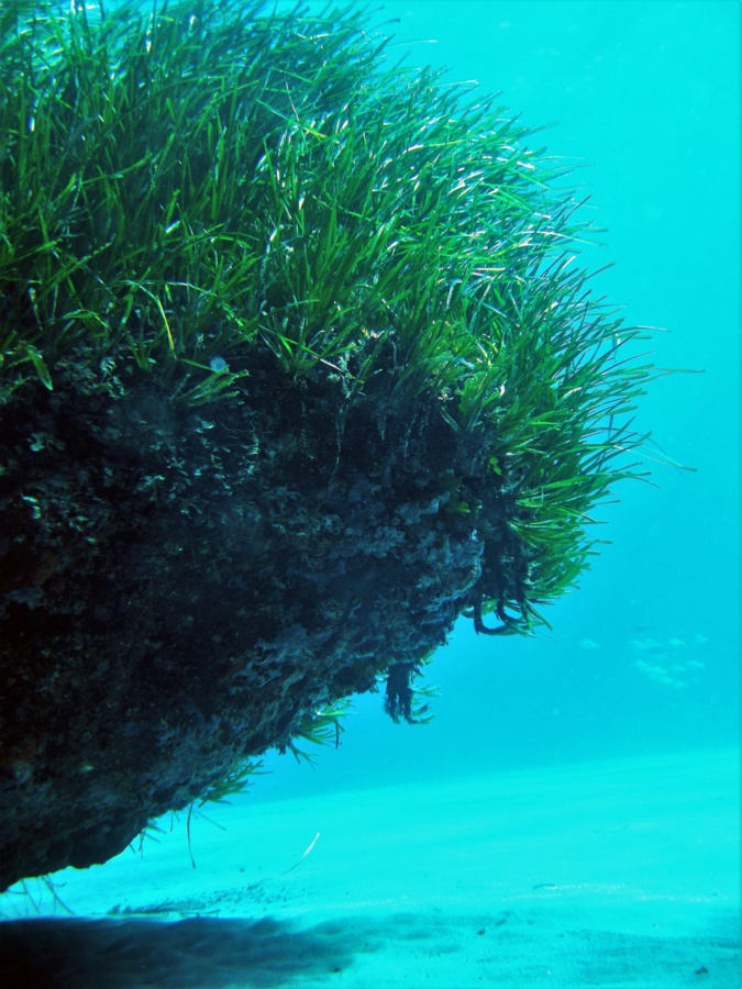 Sensibilisation aux herbiers de Posidonies du Parc marin du Cap Corse et de l’Agriate 
