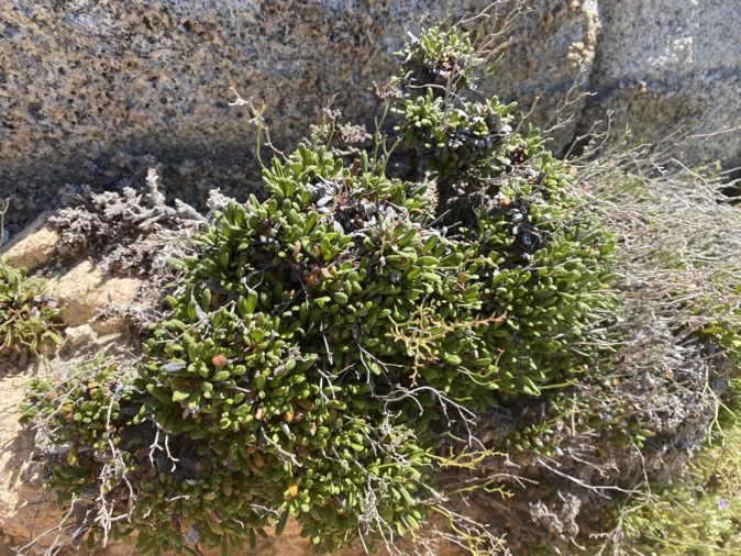 Le limoniom lambinonii, plante endémique de l’île.