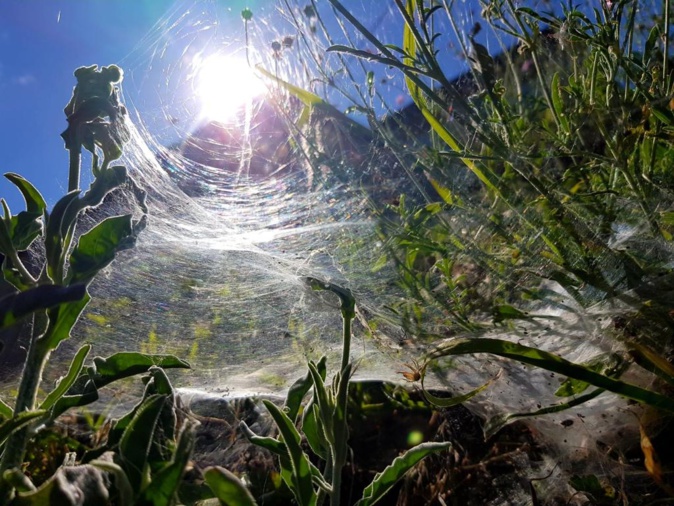 La photo du jour : l'Arpone pris dans une toile d'araignée