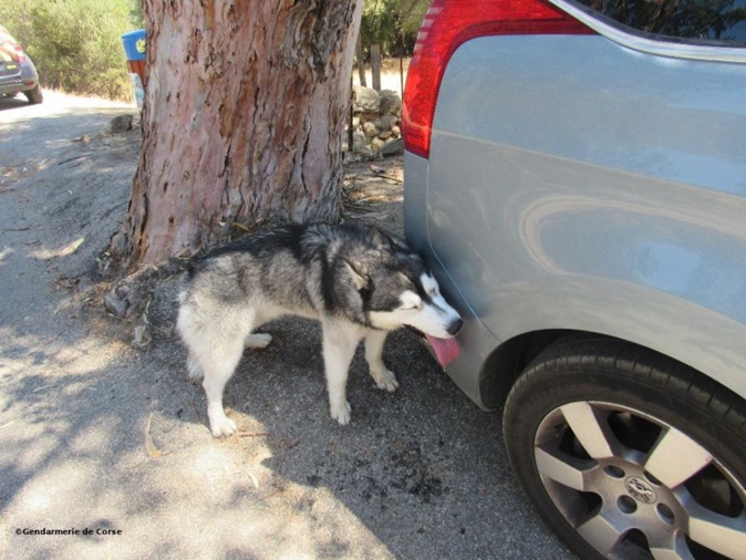 Porto-Pollo : deux chiens enfermés dans l'habitacle d'un véhicule où il faisait plus de 40° Porto-Pollo : deux chiens enfermés dans l'habitacle d'un véhicule où il faisait plus de 40°