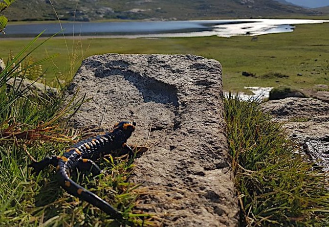 La photo du jour : Catedu muntaninu au soleil du lac de Ninu