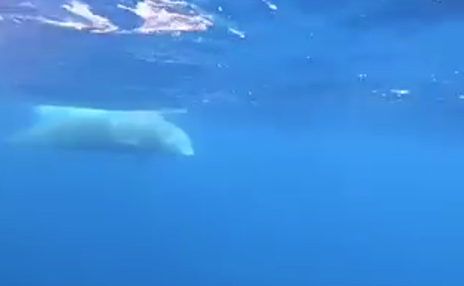 VIDEO - Une baleine morte ramenée au port de Porto-Vecchio