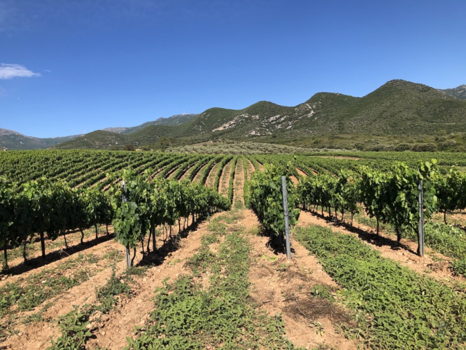 Les vignes du domaine Orenga de Gaffory. Les vignes du domaine Orenga de Gaffory.