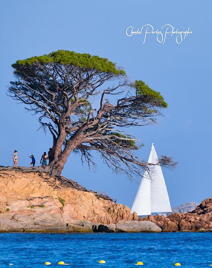 La photo du jour : le pin d'Acciaghju a perdu de sa superbe