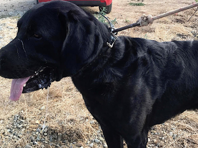 Travu : un jeune labrador retrouvé accroché au bord de la route Travu : un jeune labrador retrouvé accroché au bord de la route