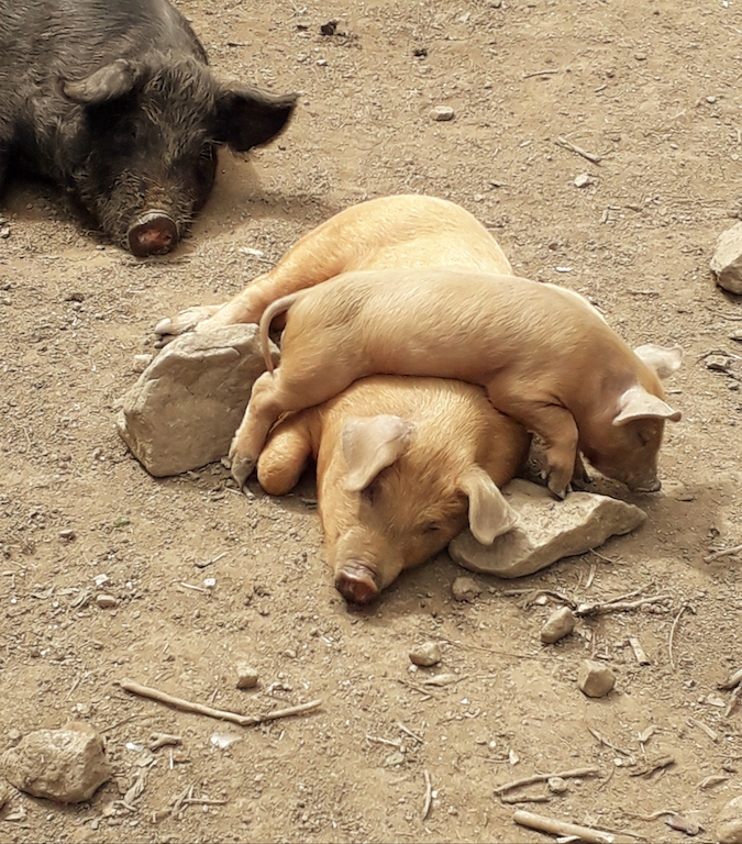 La photo du jour : la sieste du p'tit cochon 