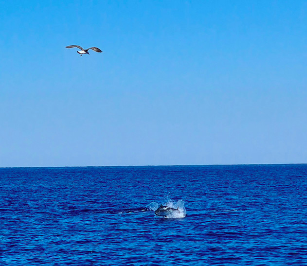 (Photo Amandine Morati)