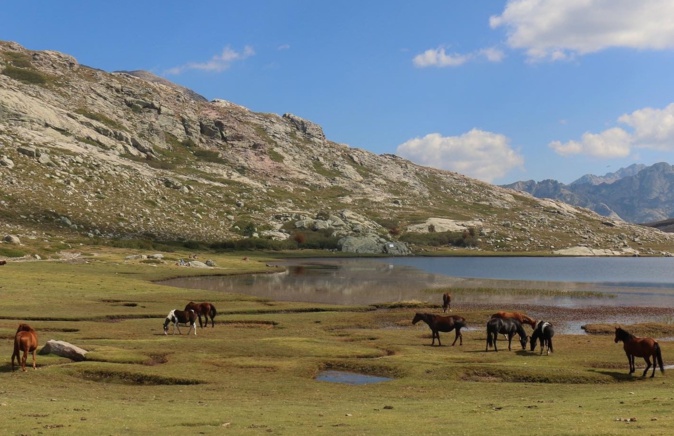 La photo du jour : les chevaux du lac de Ninu