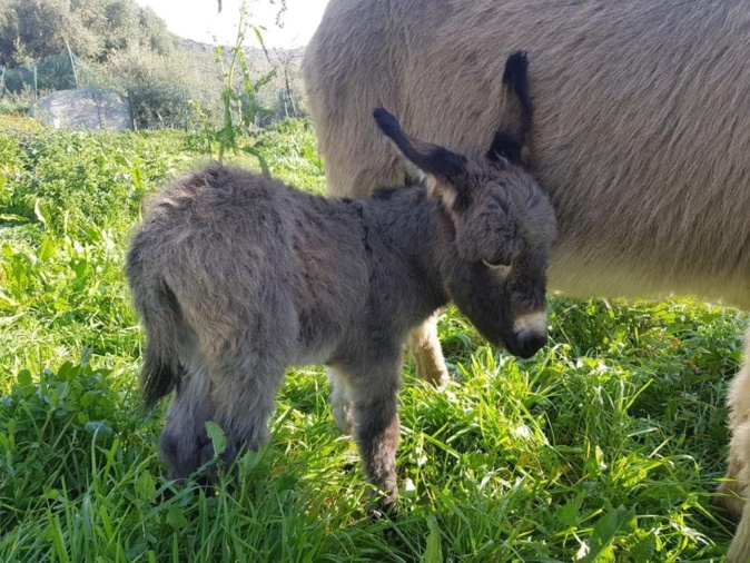 Journée du cheval et de l'âne dimanche 27 septembre à Biguglia Journée du cheval et de l'âne dimanche 27 septembre à Biguglia